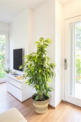 Ficus Benjamin Danielle Bitkisi ( 100 - 120 cm )