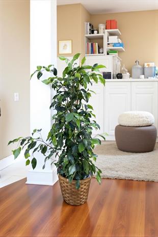 Ficus Benjamin Danielle Bitkisi ( 100 - 120 cm )