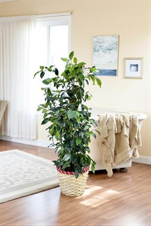 Ficus Benjamin Danielle Bitkisi ( 100 - 120 cm )