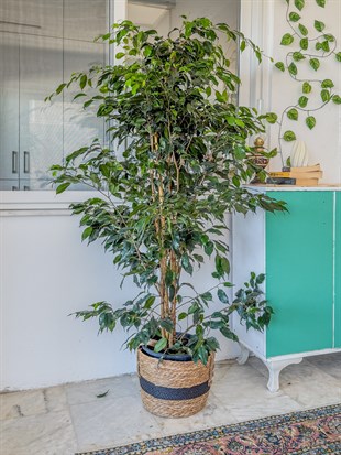 Ficus Benjamina Danielle XL Dev Boy 160-180 cm – Evinizin Asil ve Gösterişli Ağacı 🌳