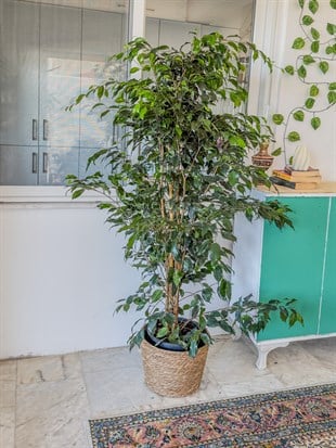 Ficus Benjamina Danielle XL Dev Boy 160-180 cm – Evinizin Asil ve Gösterişli Ağacı 🌳