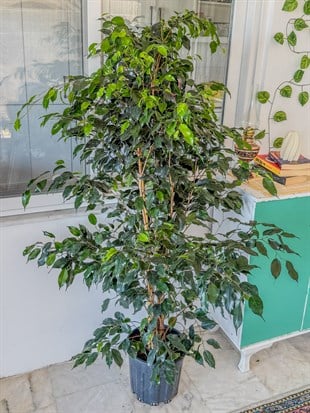 Ficus Benjamina Danielle XL Dev Boy 160-180 cm – Evinizin Asil ve Gösterişli Ağacı 🌳