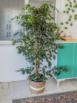 Ficus Benjamina Danielle XL Dev Boy 160-180 cm – Evinizin Asil ve Gösterişli Ağacı 🌳
