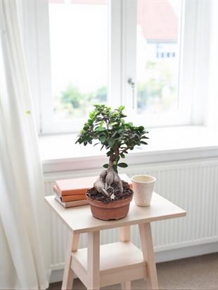Ficus Ginseng 500 Gr Bonsai 40 - 50 cm