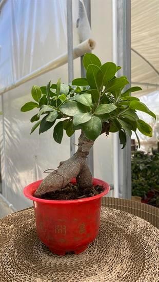 Ficus Ginseng Bonsai Kırmızı Saksılı