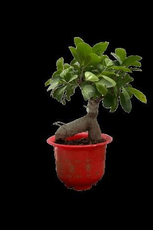Ficus Ginseng Bonsai Kırmızı Saksılı