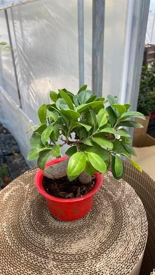 Ficus Ginseng Bonsai Kırmızı Saksılı