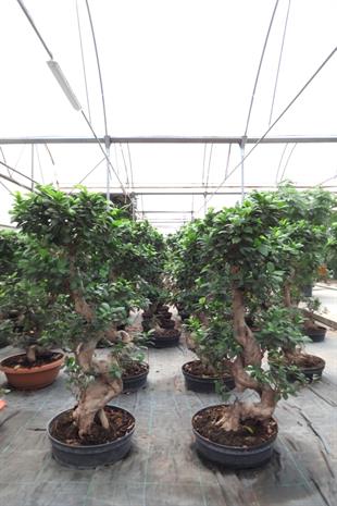 Ficus Ginseng S Gövde Bonsai 80-100 cm