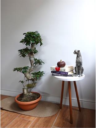 Ficus Ginseng S Gövde Bonsai 80-100 cm