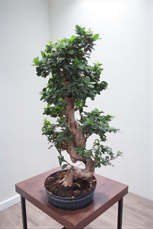 Ficus Ginseng S Gövde Bonsai 80-100 cm