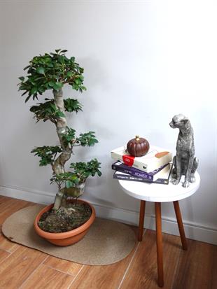 Ficus Ginseng S Gövde Bonsai 80-100 cm