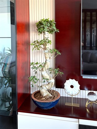 Ficus Ginseng S Gövde Bonsai 80-100 cm