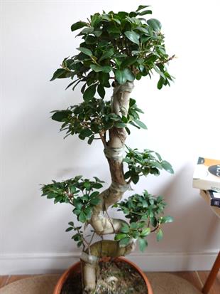 Ficus Ginseng S Gövde Bonsai 80-100 cm