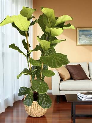 Ficus Lyrata 2 Gövdeli 180-200 Cm Keman Yapraklı Kauçuk