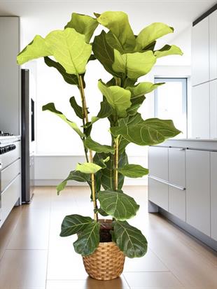 Ficus Lyrata 2 Gövdeli 180-200 Cm Keman Yapraklı Kauçuk