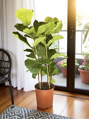 Ficus Lyrata - Keman Yapraklı Kauçuk 3 Gövdeli 130 Cm