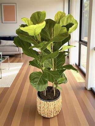 Ficus Lyrata - Keman Yapraklı Kauçuk 3 Gövdeli 130 Cm