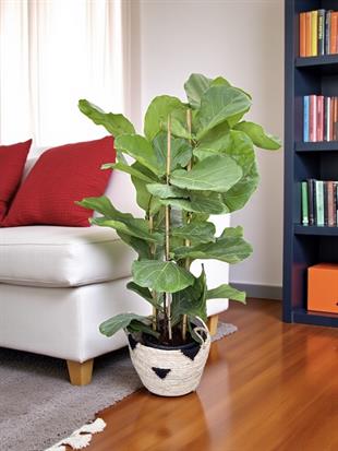 Ficus Lyrata - Keman Yapraklı Kauçuk 4 Gövdeli 130 - 150 cm