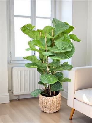 Ficus Lyrata - Keman Yapraklı Kauçuk 4 Gövdeli 130 - 150 cm