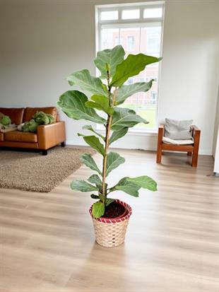 Ficus Lyrata - Keman Yapraklı Kauçuk Tek Gövdeli