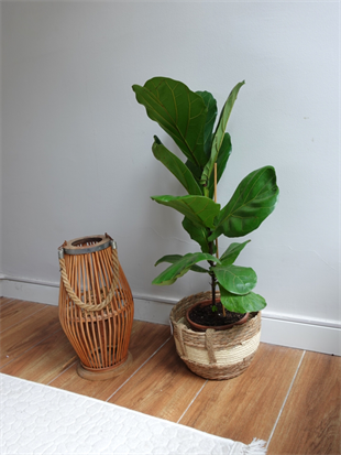 Ficus Lyrata - Keman Yapraklı Kauçuk Tek Gövdeli