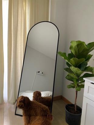 Ficus Lyrata - Keman Yapraklı Kauçuk Tek Gövdeli