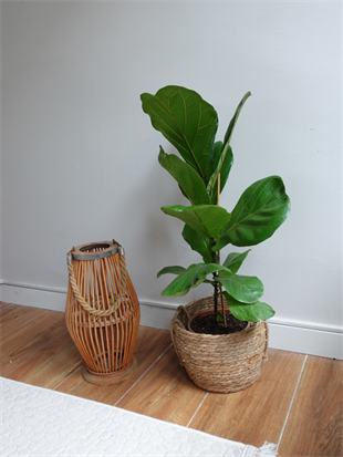 Ficus Lyrata - Keman Yapraklı Kauçuk Tek Gövdeli