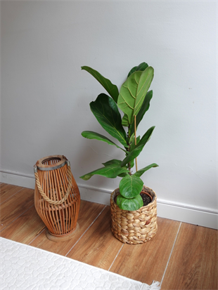 Ficus Lyrata - Keman Yapraklı Kauçuk Tek Gövdeli