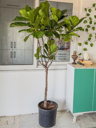 Ficus Lyrata XL 180-200 cm Kalın Gövdeli Anaç – Dev Boy Gösterişli Salon Ağacı 🌿
