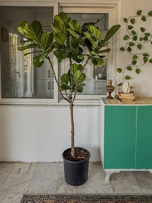 Ficus Lyrata XL 180-200 cm Kalın Gövdeli Anaç – Dev Boy Gösterişli Salon Ağacı 🌿