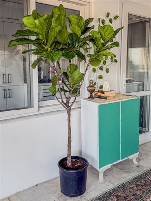 Ficus Lyrata XL 180-200 cm Kalın Gövdeli Anaç – Dev Boy Gösterişli Salon Ağacı 🌿