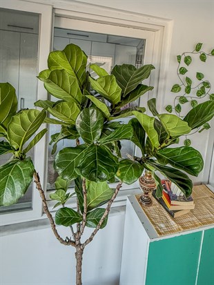 Ficus Lyrata XL 180-200 cm Kalın Gövdeli Anaç – Dev Boy Gösterişli Salon Ağacı 🌿