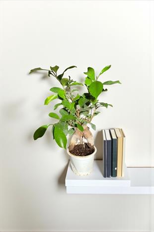 Ficus Microcarpa Ginseng Bonsai