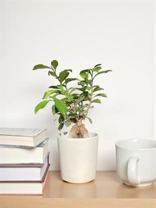 Ficus Microcarpa Ginseng Bonsai