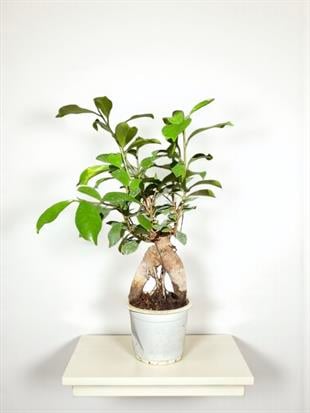 Ficus Microcarpa Ginseng Bonsai