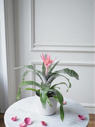 Gümüş Kupa Çiçeği – Aechmea Fasciata (Açmeya - Aylarca Solmayan)