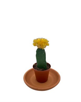 Gymnocalycium Mihanovichii Hibotan Aşılı Kaktüs