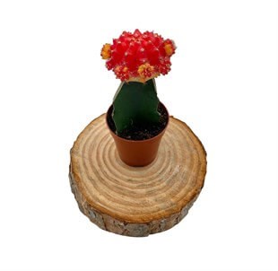 Gymnocalycium Mihanovichii Hibotan Aşılı Kaktüs