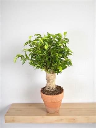 Hasır Gövdeli Ficus Benjamina Natasja Hasır Örgülü