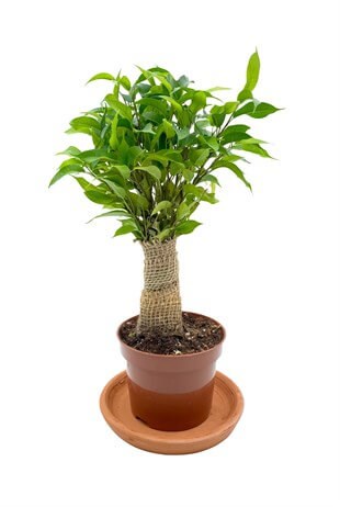 Hasır Gövdeli Ficus Benjamina Natasja Hasır Örgülü