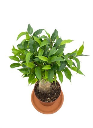 Hasır Gövdeli Ficus Benjamina Natasja Hasır Örgülü