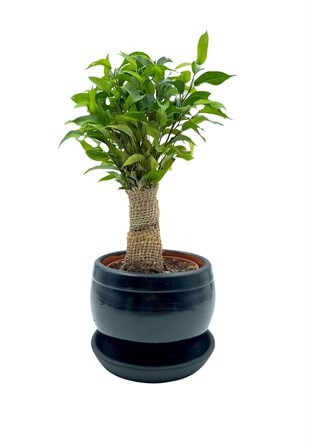 Hasır Gövdeli Ficus Benjamina Natasja Hasır Örgülü