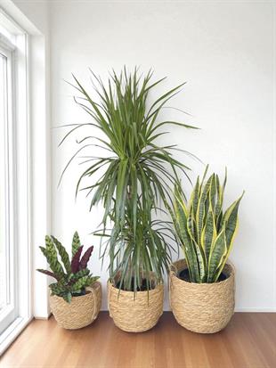 Hasır Kulplu Dekoratif Saksı