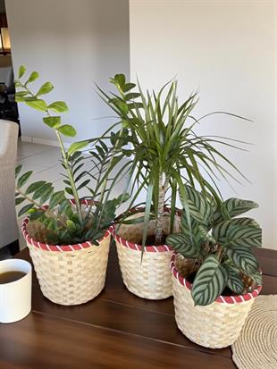 Hasır Saksı Dekoratif Bambu Saksı Kırmızı Şerit Detaylı