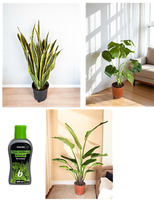 Hava Temizleyen Bitkiler Seti – Paşa Kılıcı Sansevieria Büyük Boy, Monstera Deve Tabanı, 2 Gövdeli Dev Boy Starliçe + Bitki Besini HEDİYE