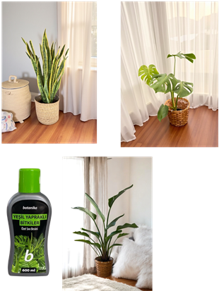 Hava Temizleyen Bitkiler Seti – Paşa Kılıcı Sansevieria Büyük Boy, Monstera Deve Tabanı, 2 Gövdeli Dev Boy Starliçe + Bitki Besini HEDİYE