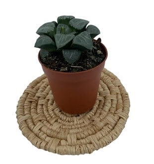 Haworhia Cymbiformis