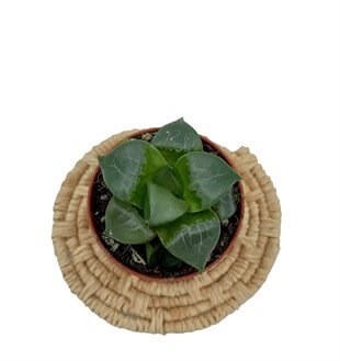 Haworhia Cymbiformis