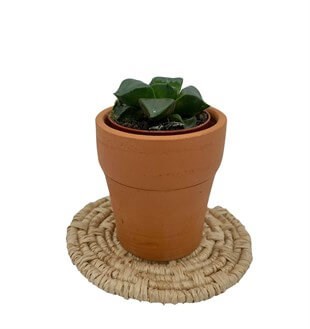 Haworhia Cymbiformis