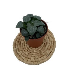 Haworhia Cymbiformis